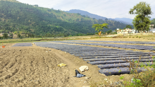 तस्बिरःरासस