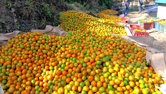 Farmers in Achham prepare oranges for market delivery