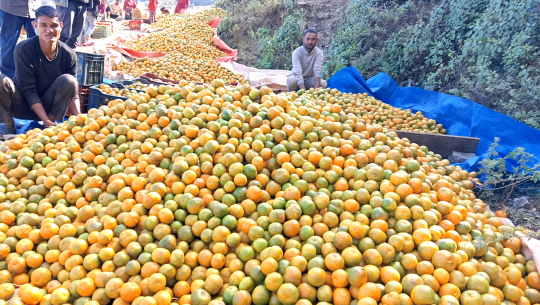 अछाममा बजार लैजान थुपारिएको सुन्तला