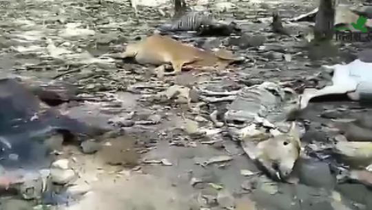 घोडाघोडी नगपालिकाले गौशालामा राखेका पशुचौपाया मरेका भेटिए