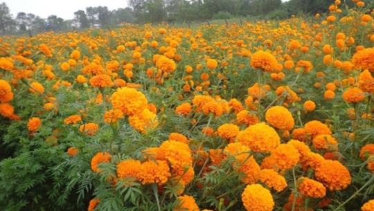 विदेशबाट फर्किएर सामूहिक फूलखेती