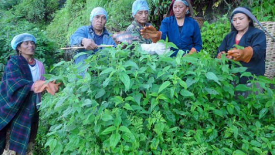 गाइवस्तुको सोत्तर र मलको रुपमा प्रयोग गरिदै अल्लो
