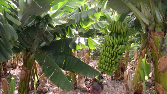 सुदूरपश्चिम प्रदेश अब केरामा आत्मनिर्भर बन्दै