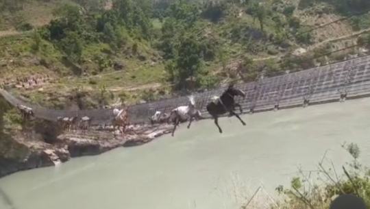 13 mules stuck in suspension bridge