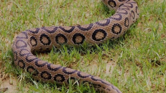 Venomous Russell’s viper found in Tikapur, Kailali