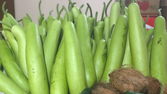 धुव्रतारा कृषि सहकारीद्वारा अर्गानिक लौकाखेती विस्तार