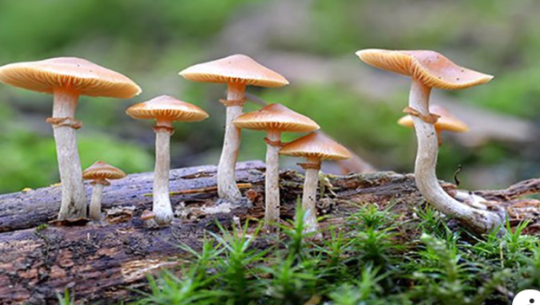 फाइल फोटो 