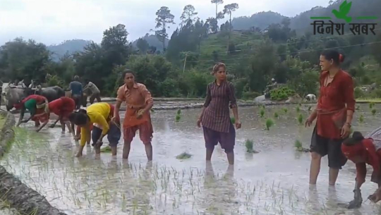 प्रदेश ७ का पहाडी जिल्लाका आधा खेत बाँझै