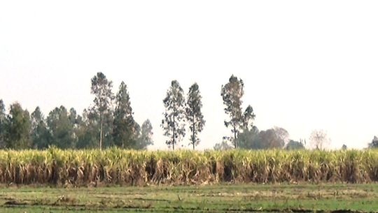 कञ्चनपुरका उखु किसान कटान अनुमती नपाउँदा हैरान, भारतबाट धमाधम उखु ल्याईदै