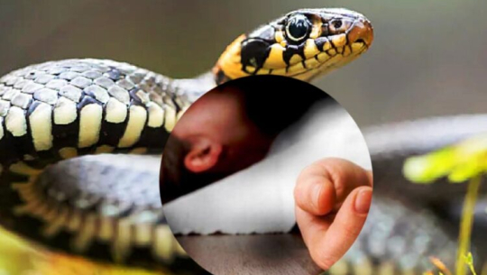 अछाममा सर्पको टोकाईबाट एकजनाको मृत्यु 