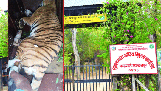 कञ्चनपुरमा पाटेबाघलाई निकुञ्जमा छाडियो