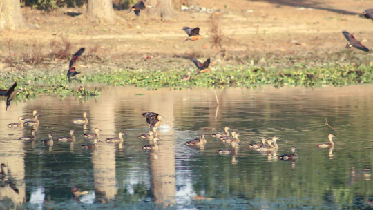 शुक्लाफाँटा र आसपासका सिमसारमा २५ हजारभन्दा बढी जलपन्छी फेला 