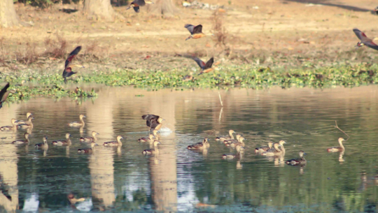 Over 25,000 waterfowl recorded in Shuklaphanta and surrounding wetlands