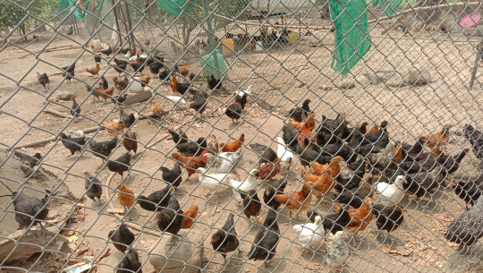 तस्बिरः रासस