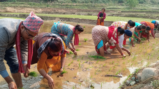 कृषकलाई चैते धान रोप्न चटारो