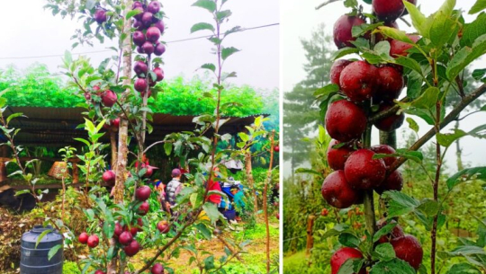 बागलुङका एक जनप्रतिनिधि व्यावसायिक स्याउखेतीमा रमाउँदै