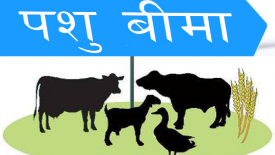 पशुबीमा बढ्दै, कृषिबीमा घट्दै