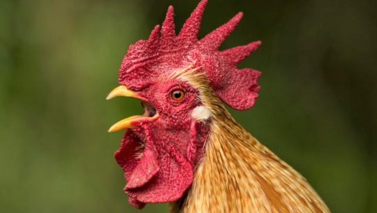 भालेले लियो मालिकको ज्यान