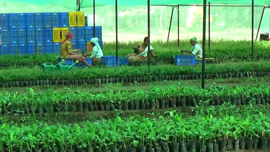 टीकापुरका दुई युवा नर्सरी स्थापना गरी टिस्यु कल्चर प्रविधिबाट केराको बेर्ना उत्पादन गर्दै (भिडियो रिर्पोट)