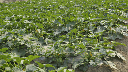 फाइल फोटो