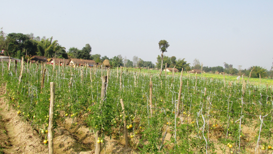 तरकारीखेतीबाट वार्षिक तीन लाख बचत गर्दै कञ्चनपुरका किसान 