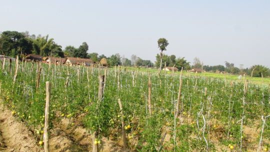 Kanchanpur farmer earns Rs 3 lakh annually through vegetable farming