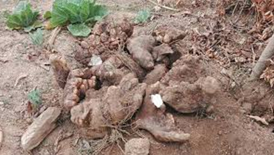 फाइल फोटो