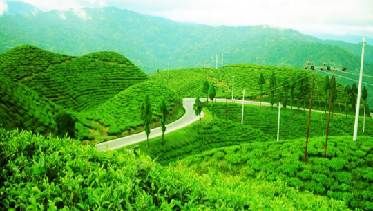 इलाममा पहिलो पटक चिया परीक्षण केन्द्र निर्माण हुने