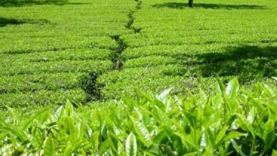 फाइल फोटो 