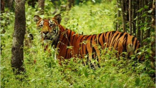 अछाममा बाघको आक्रमणबाट एक महिला गम्भिर घाइते