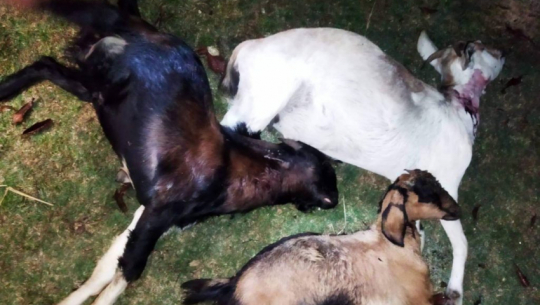 डोटीमा चितुवाले ११ बाख्रा मार्‍योे