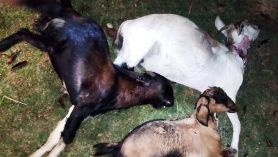 फोटो : जयपृथ्वी डेली 