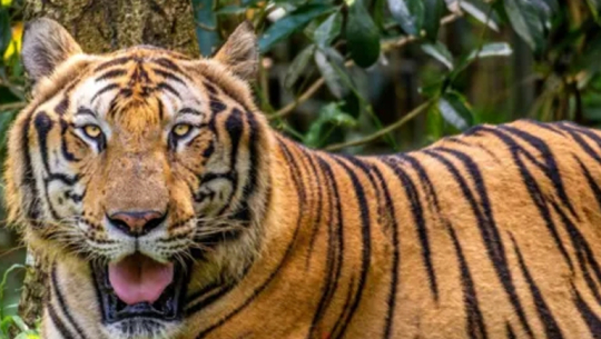 शुक्लाफाँटा राष्ट्रिय निकुञ्जमा फागुन २३ गतेदेखि बाघ गणना