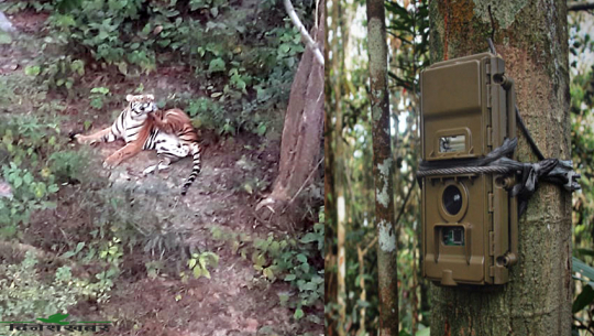कैलालीमा देखिएको नरभक्षी पाटे बाघ, फोटो सौजन्यः डिभिजन वन कैलाली
