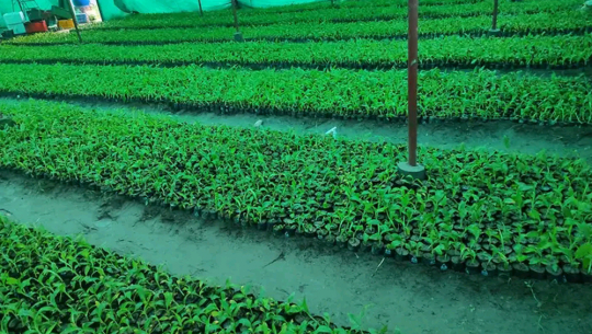 ‘टिस्यु कल्चर’ प्रविधिमा कैलालीमा केरा किसान आकर्षित