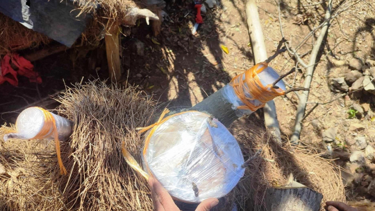 डोटीमा हाडे ओखरको बिरुवा दाँते भएपछि...