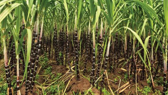 दार्चुलाका तीन स्थानीय तहमा उखु प्रवर्धन गरिने