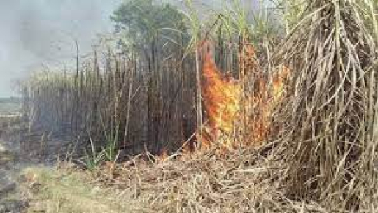 कञ्चनपुरका एक किसानको उखुबारीमा आगलागी