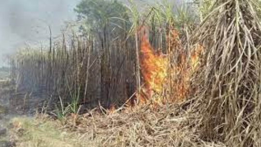 Fire Ravages Farmer's Sugarcane Field in Kanchanpur