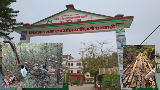 कैलालीको चुरेमा काठ तस्करी बढ्यो, सामुदायिक वनकै मिलेमतो!