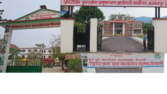 कैलालीका ११ वनबाट अवैध रुपमा काठ संकलन गरी मिलेमतोमा बिक्री गर्न खोज्दा अख्तियारको छापा