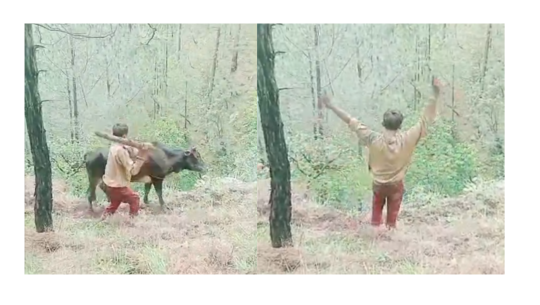 बैतडीमा गोरुमाथि निर्मम कुटपिट गरी भिरबाट फालियाे, नाबालक पक्राउ
