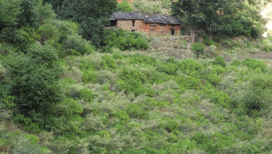 एक करोड २० लाखको बजेट फिर्ता हुँदा बैतडीमा खेत बाँझै