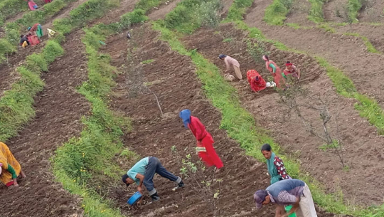 स्याउ फल्न छाडेपछि सतबाँझ हिउँदे फलफूल विकास केन्द्रमा रूपान्तरण