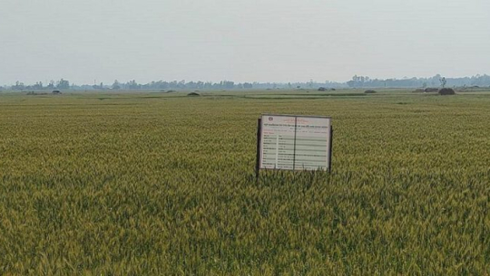 कैलालीमा ‘सुपर जोन र जोन कार्यक्रम’ले उत्पादन बढायो
