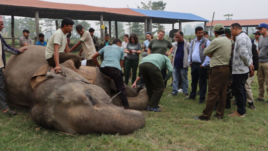 हात्तीको नङ काट्ने नेपाली शैली अमेरिकासम्म पुग्यो