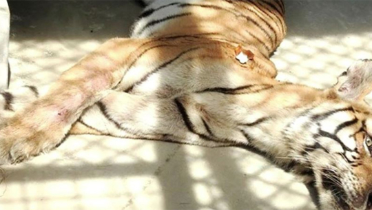 दुई जनाको ज्यान लिएको नरभक्षी बाघ मर्‍यो