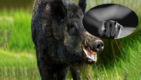 डोटीमा बँदेलको आक्रमबाट एक महिलाको मृत्यु