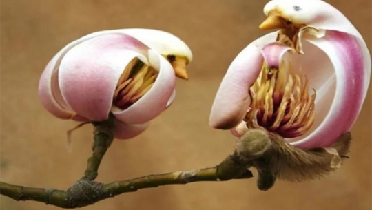 चरा फल्ने अनौठो रुख !