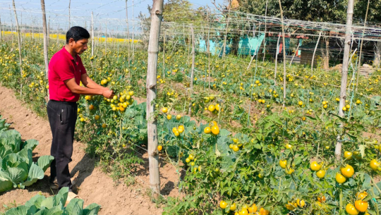 शुक्लाफाँटाका सार्कीको तरकारीखेतीबाट वार्षीक सात लाख आम्दानी
